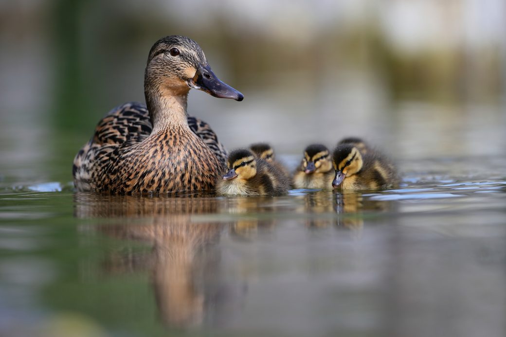 A Duck with Ducklings